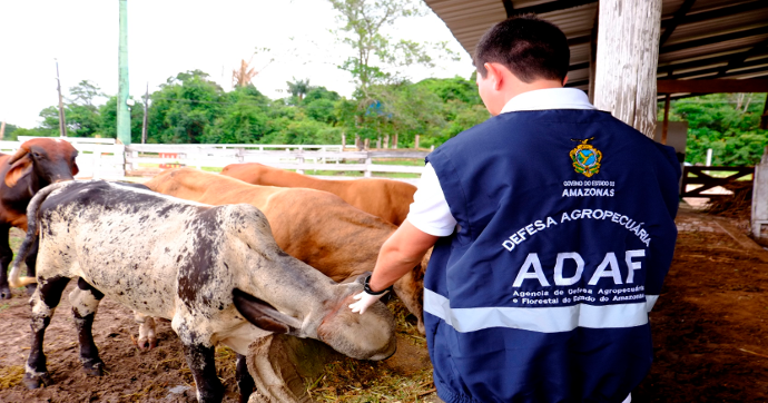 Vacinação contra a febre aftosa inicia em 41 municípios do Amazonas