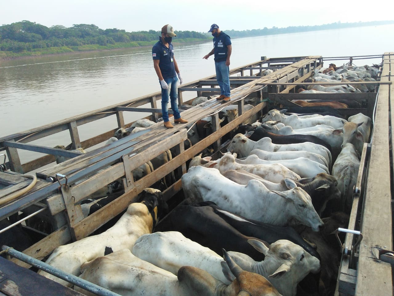 Adaf define regras para trânsito de animais suscetíveis à febre aftosa no Amazonas