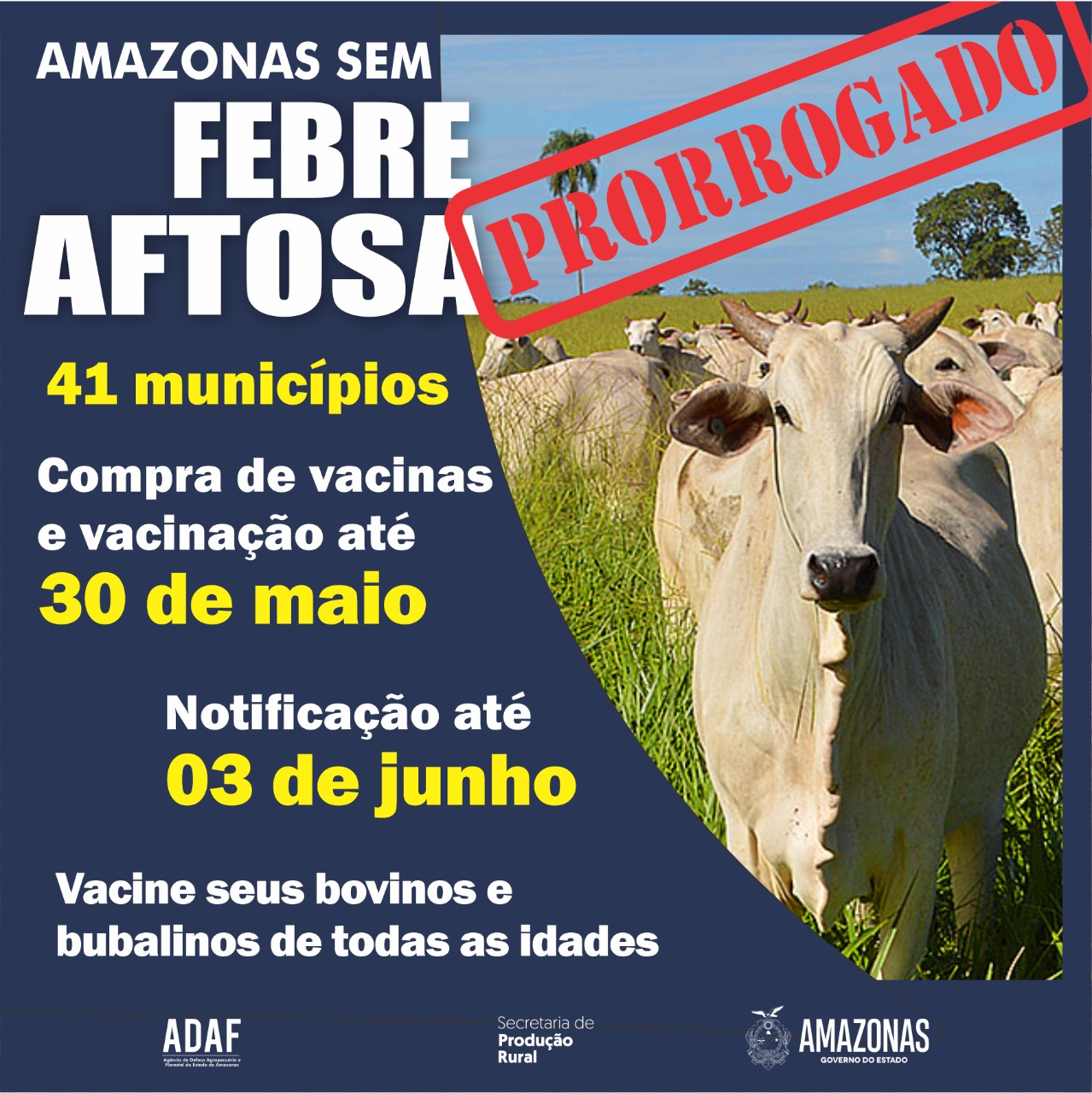Adaf prorroga novamente primeira etapa da campanha Amazonas Sem Febre Aftosa