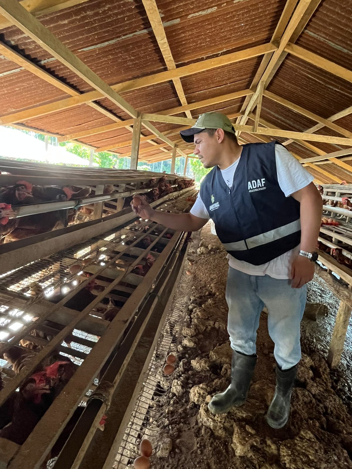 Governo do Amazonas, por meio da Adaf, reforça ações de vigilância ativa de combate à influenza aviária