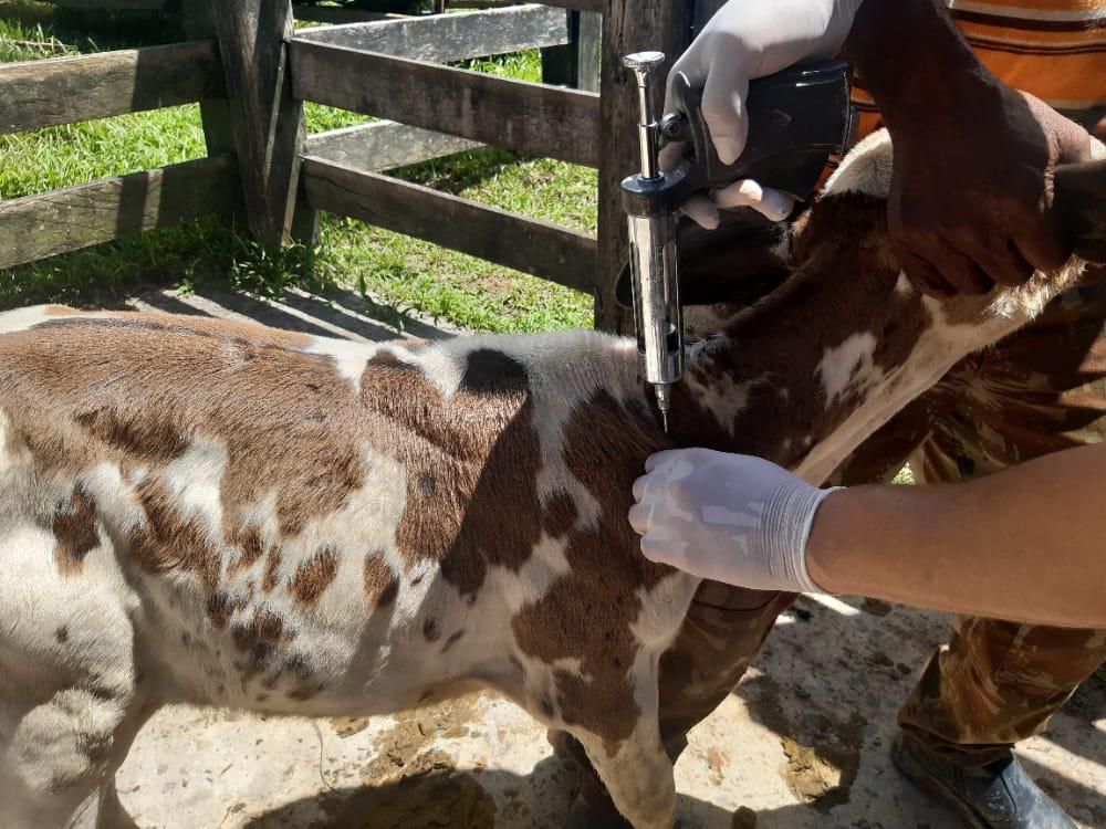 Adaf alerta veterinários para atualização do cadastro no programa de vacinação contra a brucelose