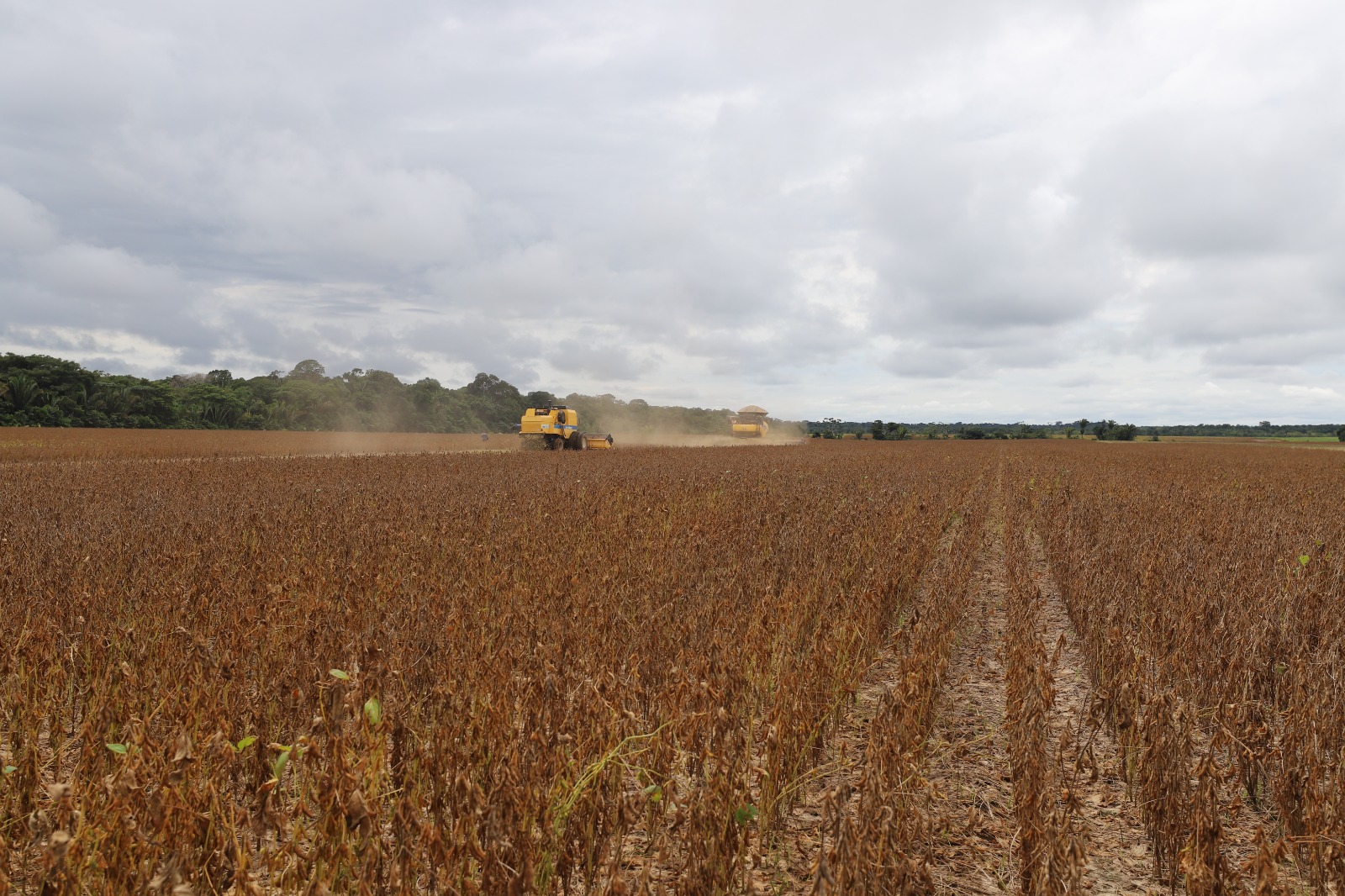 Período de semeadura da soja iniciará no dia 16 de setembro no Amazonas
