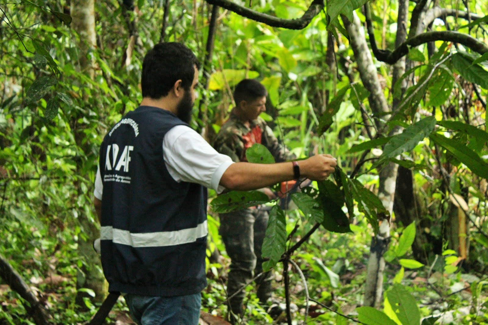 Adaf destaca ações de erradicação da monilíase no Amazonas na 19ª Semagro