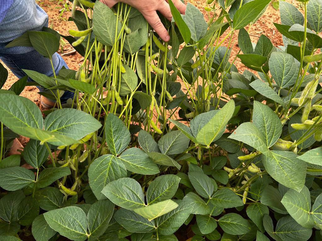 Adaf alerta agricultores afetados pela estiagem sobre autorização para plantio excepcional da soja