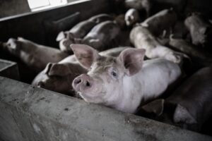 Imagem da notícia - Campanha de atualização cadastral de animais começa na próxima segunda-feira, alerta Adaf