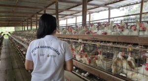 Imagem da notícia - Adaf alerta sobre cuidados a serem adotados em casos suspeitos de Influenza Aviária