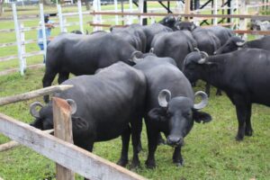 Imagem da notícia - Adaf renova certificação de única propriedade livre de brucelose e tuberculose animal no Amazonas