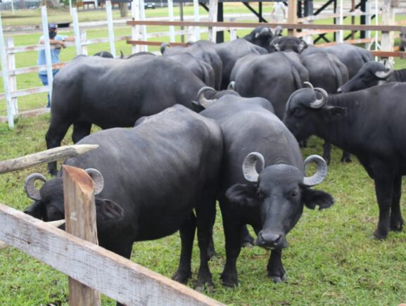 Adaf renova certificação de única propriedade livre de brucelose e tuberculose animal no Amazonas
