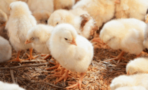 Imagem da notícia - Estabelecimentos de comércio e distribuição de aves vivas têm um mês para se credenciar junto à Adaf