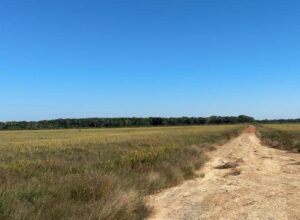 Imagem da notícia - Adaf alerta agricultores sobre o encerramento do Vazio Sanitário da Soja e início do calendário de semeadura