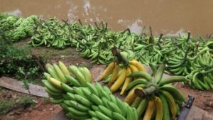 Imagem da notícia - No Dia Nacional da Banana, Adaf alerta sobre a necessidade de vigilância e prevenção a pragas que podem afetar o fruto