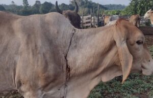 Imagem da notícia - Adaf prorroga vacinação contra a raiva dos herbívoros até 28 de novembro