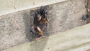 Imagem da notícia - Adaf convoca produtores para atualização cadastral de animais até 15 de dezembro