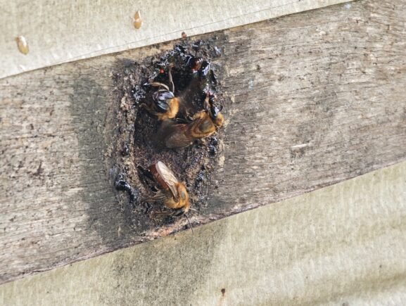 Adaf convoca produtores para atualização cadastral de animais até 15 de dezembro