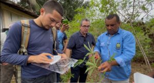 Imagem da notícia - Adaf conscientiza produtores de Presidente Figueiredo sobre a vassoura-de-bruxa da mandioca