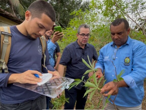Adaf conscientiza produtores de Presidente Figueiredo sobre a vassoura-de-bruxa da mandioca