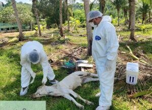 Imagem da notícia - Adaf adota medidas de controle para sanear foco de raiva detectado em Presidente Figueiredo