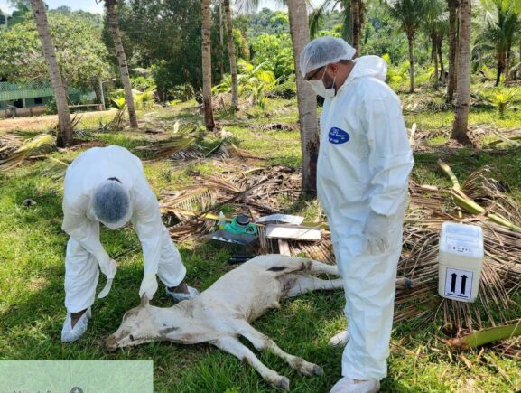 Adaf adota medidas de controle para sanear foco de raiva detectado em Presidente Figueiredo