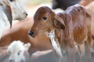 Imagem da notícia - Adaf alerta pecuaristas para a importância da vacinação contra a brucelose