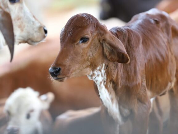 Adaf alerta pecuaristas para a importância da vacinação contra a brucelose