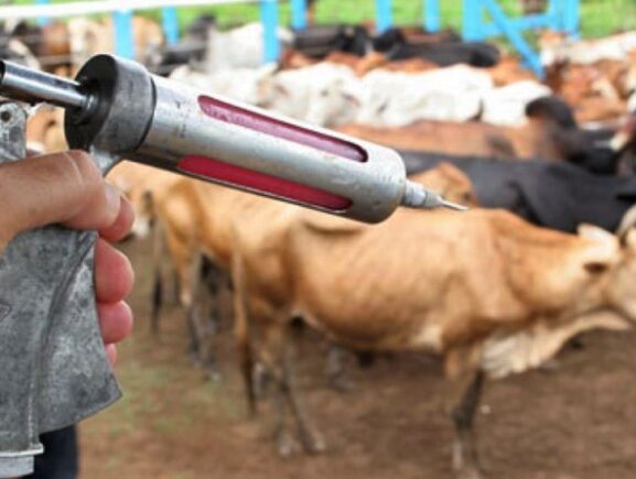 Prazo para vacinação contra a raiva dos herbívoros inicia no dia 12, alerta Adaf