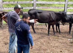 Imagem da notícia - Febre aftosa: Adaf vai realizar vigilância em mais de 400 propriedades no primeiro semestre de 2026