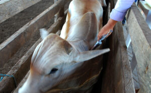 Adaf alerta que vacinação contra a raiva dos herbívoros passa a ser obrigatória em Lábrea