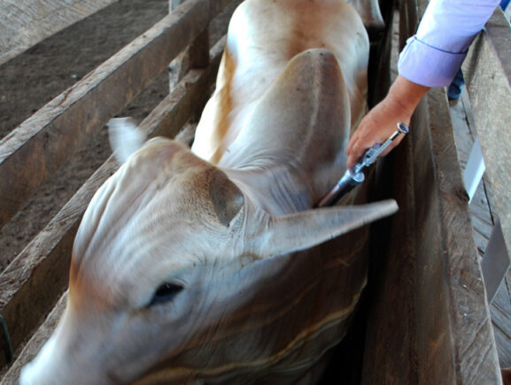 Adaf alerta que vacinação contra a raiva dos herbívoros passa a ser obrigatória em Lábrea