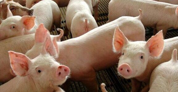 Amazonas vai sediar encontro de Defesas Agropecuárias para discutir Plano Brasil Livre de…