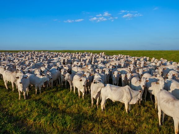 Adaf alerta produtores para atualizarem informações de seus rebanhos